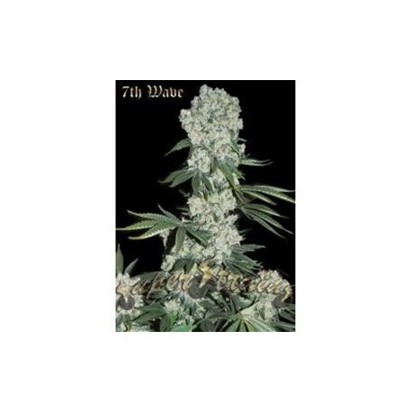 7th WAVE * SUPER STRAINS SEEDS FEMINIZED 1 SEME 