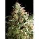 AMERICAN PIE * PYRAMID SEEDS 1 SEME FEM 