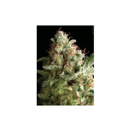 AMERICAN PIE * PYRAMID SEEDS 1 SEME FEM 