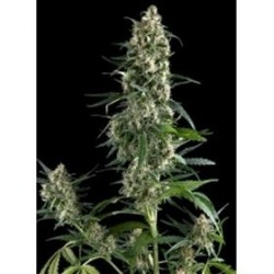 AMNESIA GOLD * PYRAMID SEEDS 1 SEME FEM 