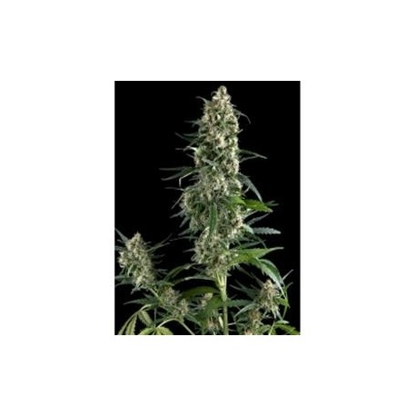 AMNESIA GOLD * PYRAMID SEEDS 1 SEME FEM 