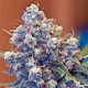 ICED GRAPEFRUIT * FEMALE SEEDS 10 SEMI FEM