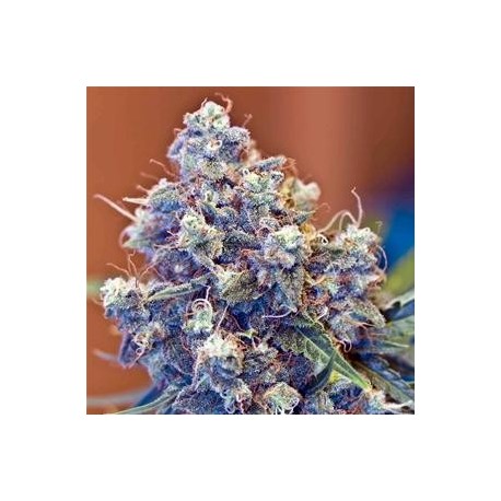 ICED GRAPEFRUIT * FEMALE SEEDS 10 SEMI FEM