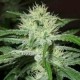 AUTO SPEED BUD * FEMALE SEEDS 10 SEMI FEM