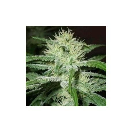 AUTO SPEED BUD * FEMALE SEEDS 10 SEMI FEM