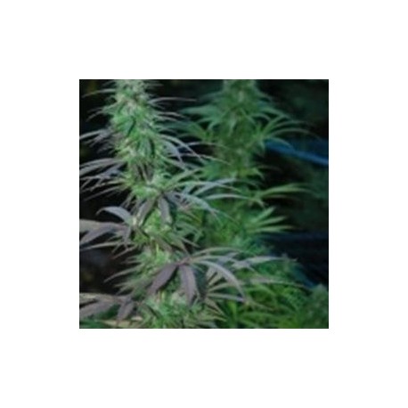 JARILLA * CANNABIOGEN 10 SEMI REG