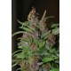 MANGOBICHE * CANNABIOGEN 10 SEMI REG