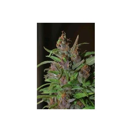 MANGOBICHE * CANNABIOGEN 10 SEMI REG