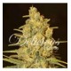 CRITICAL SENSI STAR * DELICIOUS SEEDS INDICA 1 SEME FEM