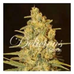 CRITICAL SENSI STAR * DELICIOUS SEEDS INDICA 1 SEME FEM