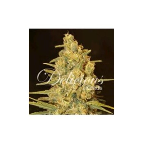 CRITICAL SENSI STAR * DELICIOUS SEEDS INDICA 1 SEME FEM