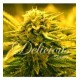 SUGAR BLACK ROSE AUTO* DELICIOUS SEEDS 1 SEME FEM