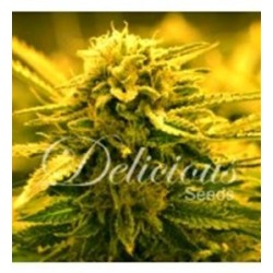 SUGAR BLACK ROSE AUTO* DELICIOUS SEEDS 1 SEME FEM