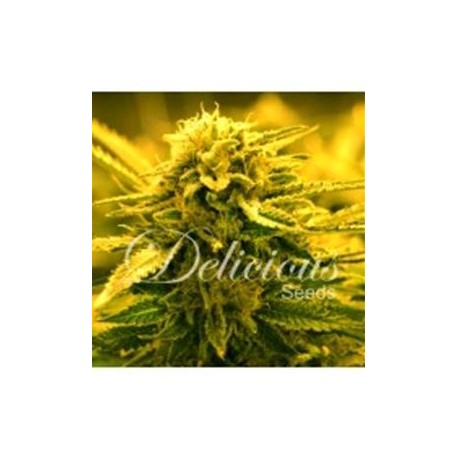 SUGAR BLACK ROSE AUTO* DELICIOUS SEEDS 1 SEME FEM