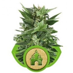 ROYAL KUSH AUTOMATIC * ROYAL QUEEN SEEDS 10 SEMI FEM 