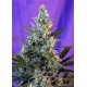 SWEET SKUNK F1 FAST VERSION * SWEET SEEDS FEMINIZED 5 SEMI 