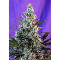 SWEET SKUNK F1 FAST VERSION * SWEET SEEDS FEMINIZED 5 SEMI 