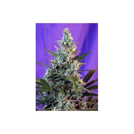 SWEET SKUNK F1 FAST VERSION * SWEET SEEDS FEMINIZED 5 SEMI 