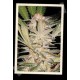 S.A.D. SWEET AFGANI DELICIOUS F1 FAST VERSION * SWEET SEEDS FEMINIZED 5 SEMI 