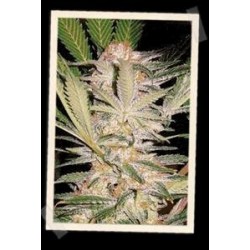 S.A.D. SWEET AFGANI DELICIOUS F1 FAST VERSION * SWEET SEEDS FEMINIZED 5 SEMI 