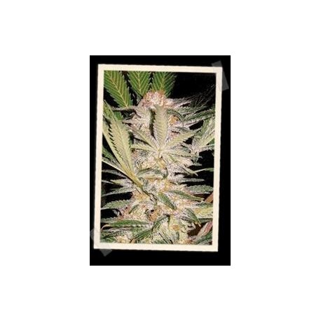 S.A.D. SWEET AFGANI DELICIOUS F1 FAST VERSION * SWEET SEEDS FEMINIZED 5 SEMI 