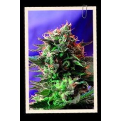 JACK 47 FAST VERSION * SWEET SEEDS FEMINIZED 3 SEMI 