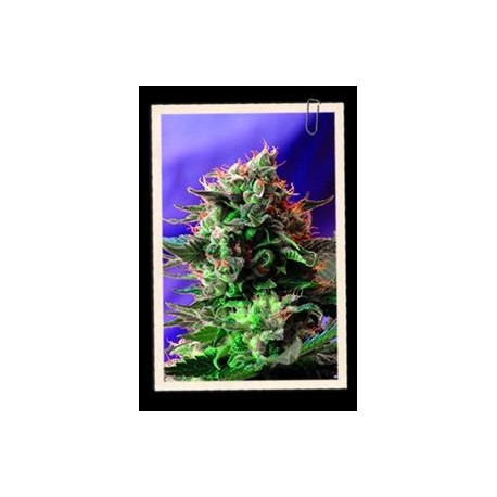 JACK 47 FAST VERSION * SWEET SEEDS FEMINIZED 3 SEMI 