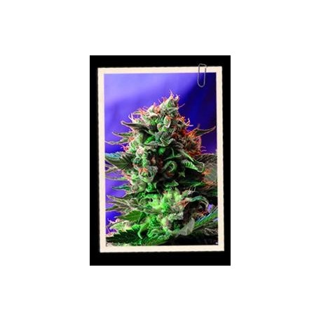 JACK 47 FAST VERSION * SWEET SEEDS FEMINIZED 3 SEMI 