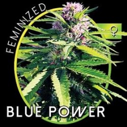 BLUE POWER* VISION SEEDS 3 SEMI FEM