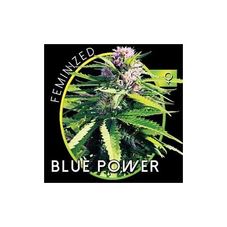 BLUE POWER* VISION SEEDS 3 SEMI FEM