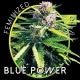 BLUE POWER* VISION SEEDS 5 SEMI FEM