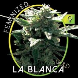 LA BLANCA GOLD* VISION SEEDS 3 SEMI FEM