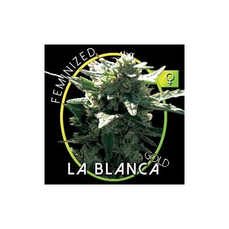 LA BLANCA GOLD* VISION SEEDS 3 SEMI FEM