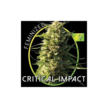 CRITICAL IMPACT* VISION SEEDS 3 SEMI FEM