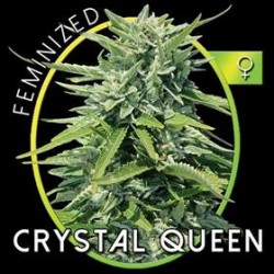 CRYSTAL QUEEN* VISION SEEDS 5 SEMI FEM