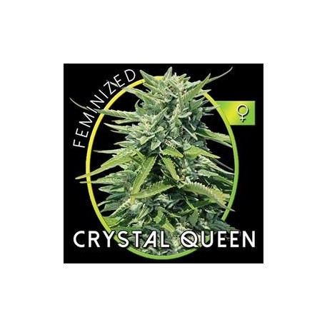 CRYSTAL QUEEN* VISION SEEDS 5 SEMI FEM