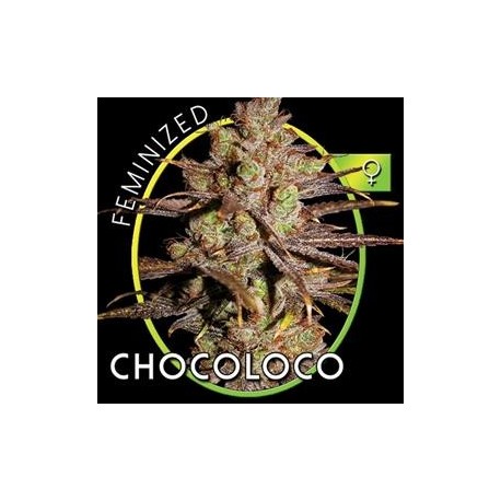 CHOCO BUD (EX CHOCOLOCO)* VISION SEEDS 3 SEMI FEM