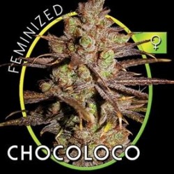 CHOCO BUD (EX CHOCOLOCO)* VISION SEEDS 10 SEMI FEM