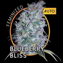 BLUEBERRY BLISS AUTO * VISION SEEDS 5 SEMI FEM