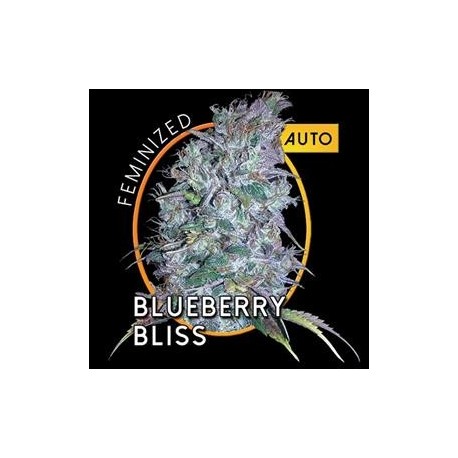 BLUEBERRY BLISS AUTO * VISION SEEDS 5 SEMI FEM