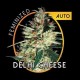 DELHI CHEESE AUTO * VISION SEEDS 3 SEMI FEM