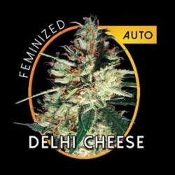 DELHI CHEESE AUTO * VISION SEEDS 3 SEMI FEM