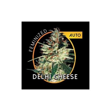 DELHI CHEESE AUTO * VISION SEEDS 3 SEMI FEM