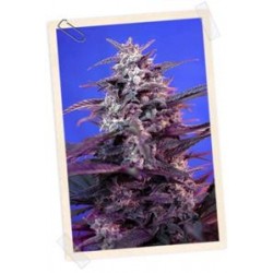 AUTO BLOODY SKUNK * SWEET SEEDS RED FAMILY FEMINIZED 3 SEMI 