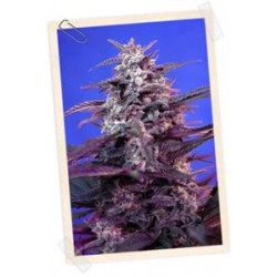 AUTO BLOODY SKUNK * SWEET SEEDS RED FAMILY FEMINIZED 5 SEMI 