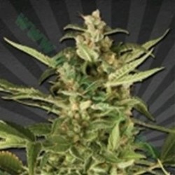 JUICY LUCY ( EX AUTO POUNDER WITH CHEESE)* AUTO SEEDS 5 SEMI FEM