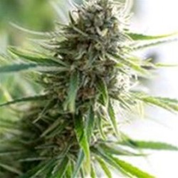 CRITICAL MASS CBD * DINAFEM SEEDS 3 SEMI FEM