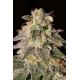 SHARK SHOCK CBD * DINAFEM SEEDS 3 SEMI FEM