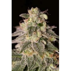 SHARK SHOCK CBD * DINAFEM SEEDS 3 SEMI FEM