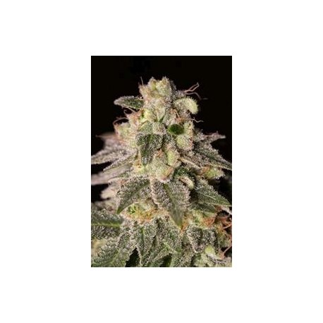 SHARK SHOCK CBD * DINAFEM SEEDS 3 SEMI FEM